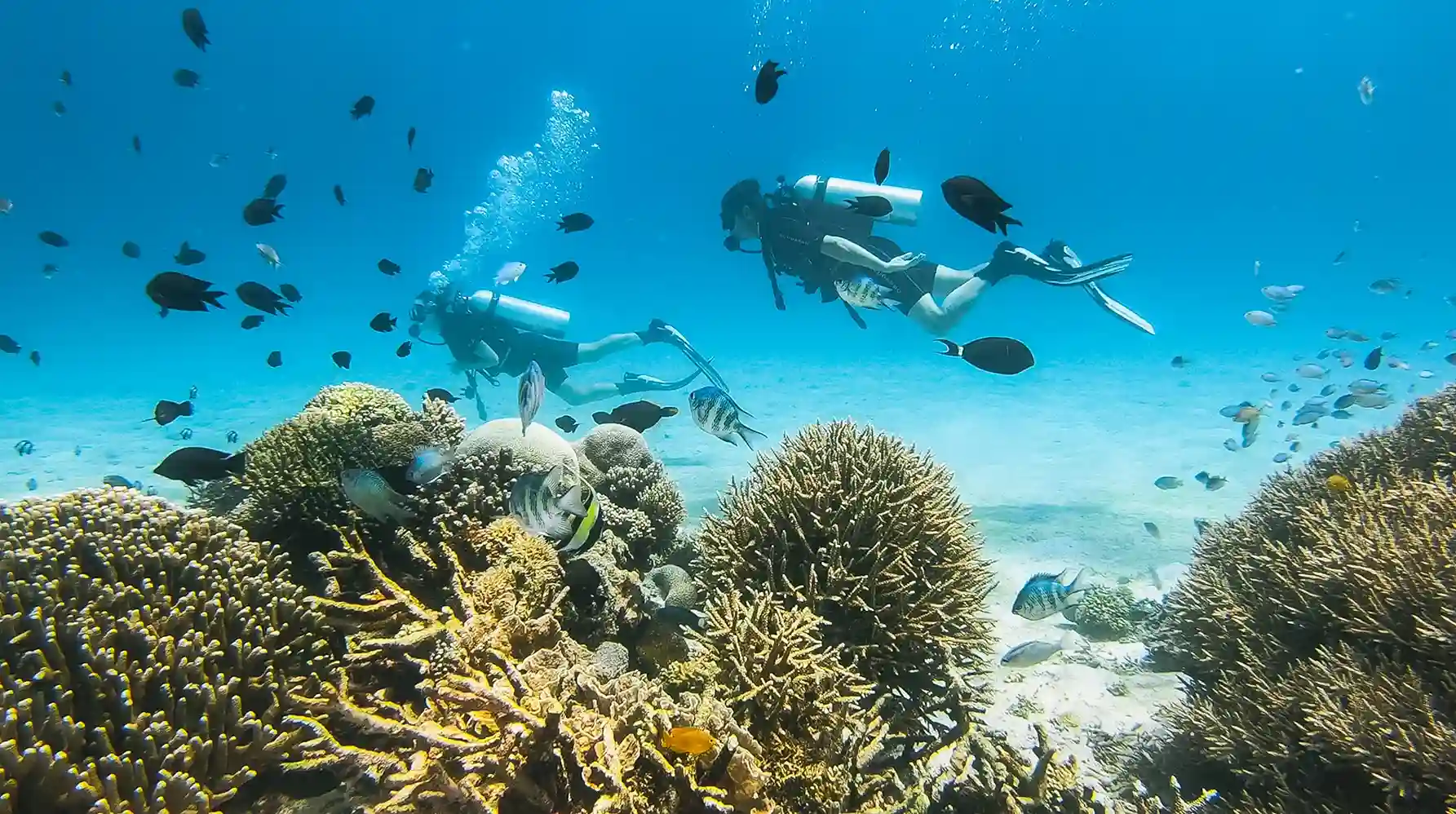 11D10N Komodo Tour | Komodo National Park, Komodo Island, Labuan Bajo | Komodo Luxury