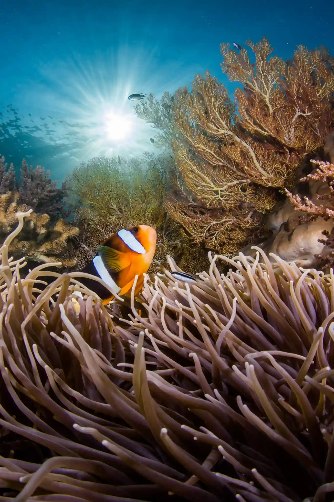 Alor Diving Tour Packages | Alor & Maumere | Luxury Phinisi Tour | Komodo Luxury