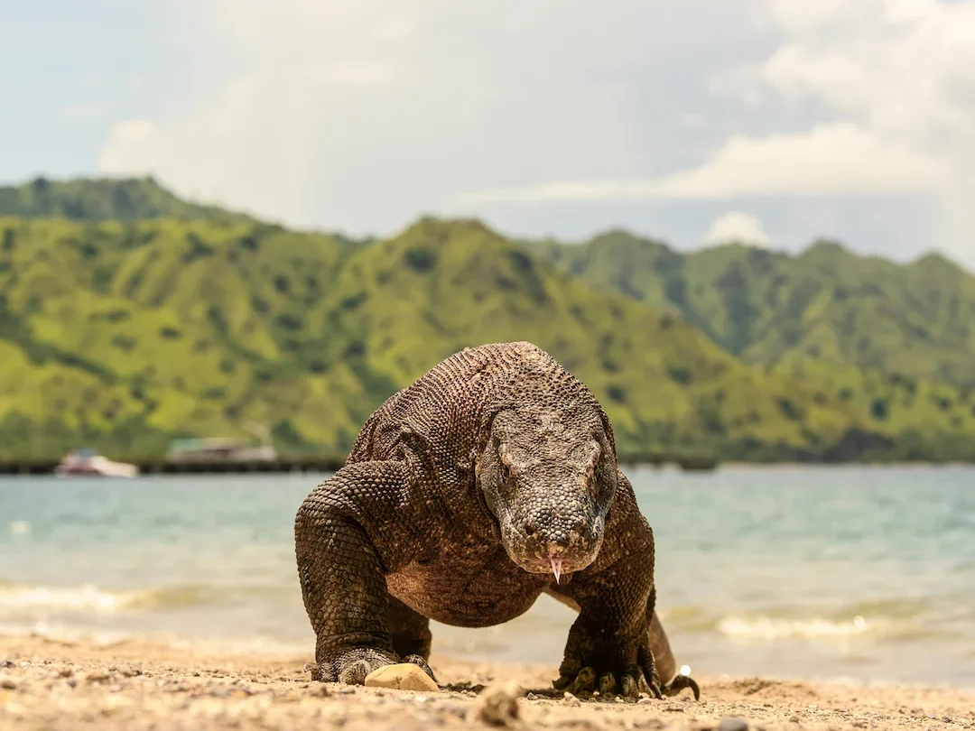 Komodo Dragon on Komodo National Park, Komodo Island, Labuan Bajo | Komodo Luxury